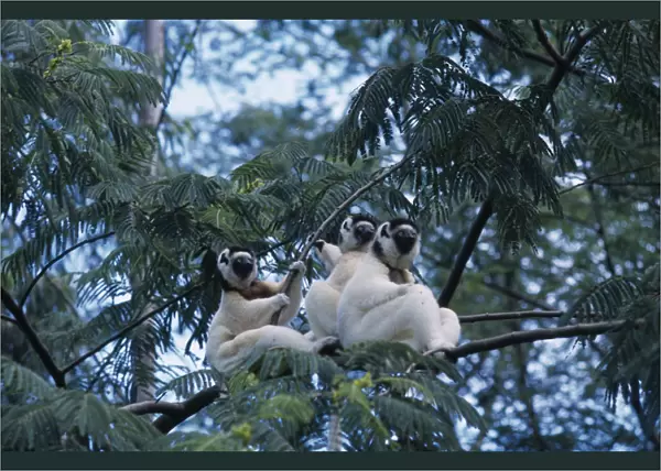 20079350. MADAGASCAR Fort Dauphin Nahampoana Nature Reserve. Three Sifaka Lemurs in tree
