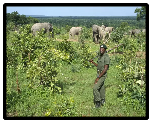 20061615. GHANA Mole National Park Armed wildlife guard with Savannah Elephants