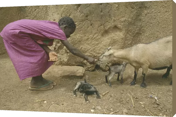 20072735. GHANA Agriculture Girl bending over to feed goat with kids