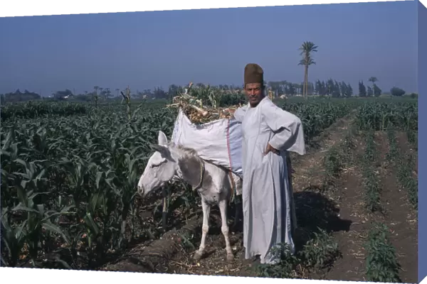 20085159. EGYPT Nile Delta Onion Harvest