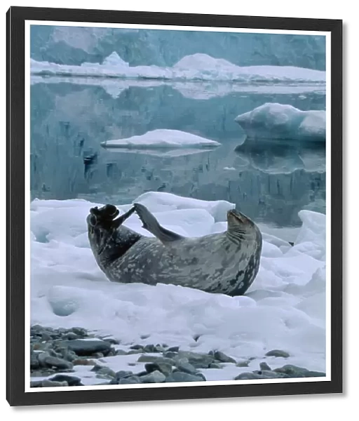 20077703. ANTARCTIC Peninsula Stonington Island. East Base. Weddell Seal