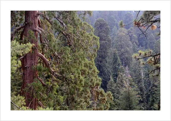 USA, California, Sequoia NP, View into sequoia forest
