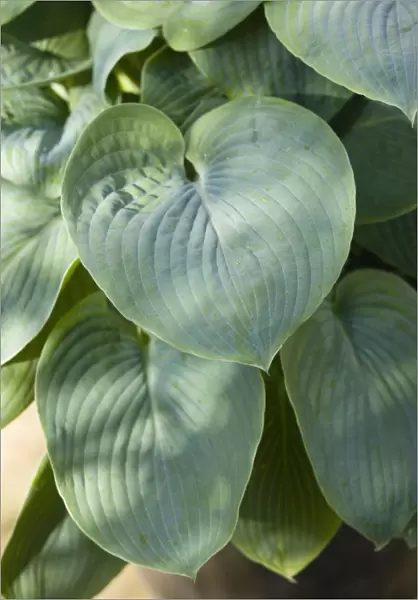 Hosta. Plants, Hosta, Large green heart shaped leaves