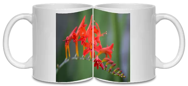 Montbretia, Crocosmia Lucifer, branched spike with emerging showy funnel-shaped red