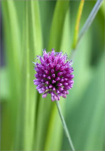 Ornamental onion, Allium, single purple spherical flower on a stem isolated in shallow