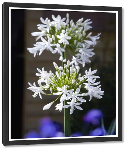 African lily, Agapanthus, white flowers emerging on an umbel shaped flowerhead