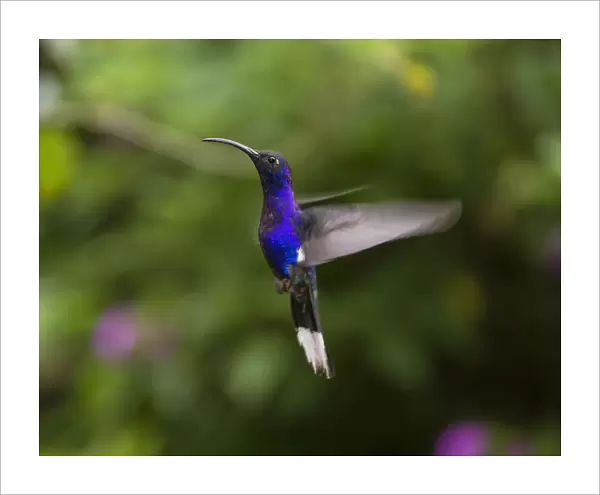 A male Violet Sabrewing Hummingbird, photographed with a combination of ambient light