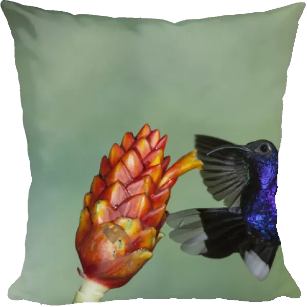 A male Sabrewing Hummingbird approaches a tropical Costus flower to feed on nectar in