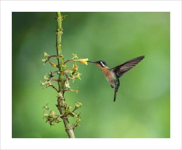 A female Purple-throated Mountain-gem Hummingbird feeds on the nectar of a tropical