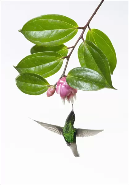 Coppery-headed Emerald Hummingbird in high key lighting. Costa Rica