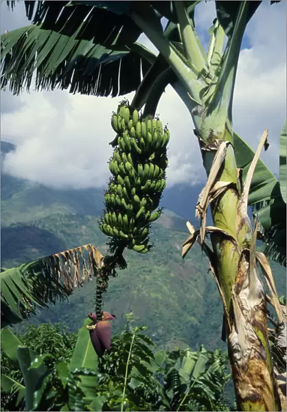 10013004. WEST INDIES Jamaica Blue Mountains Banana tree showing fruit