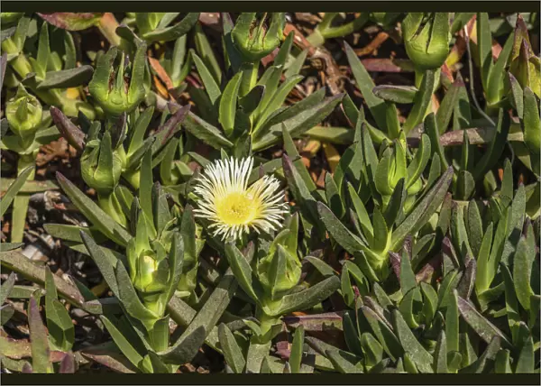 Flowering ice plant in Caesarea National Park in Israel