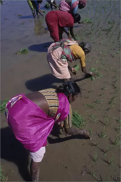 10128391. INDIA Karnataka Women planting rice in paddyfield