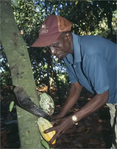20061075. GHANA West Farming Man harvesting cocoa using machete to cut pods from tree