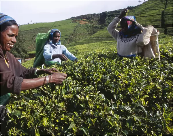 20063294. SRI LANKA Near Nuwara Eliya Female tea pickers working on Labookellie Tea Estate