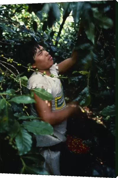 Panama, Coffee plantation worker