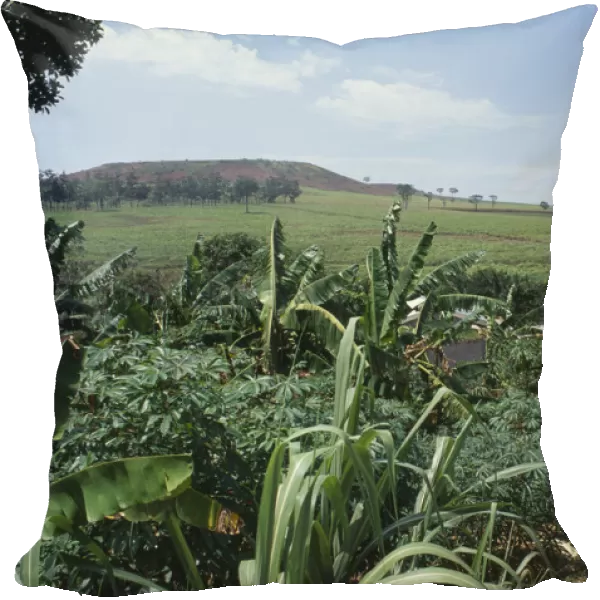 20032524. UGANDA Farming Crops of sugar cane. Fields and hills behind