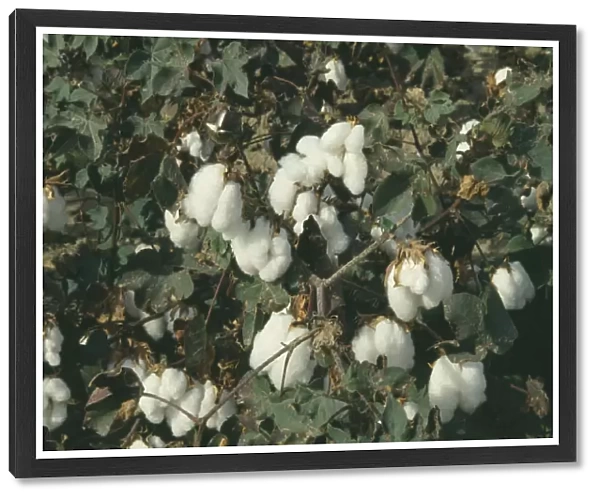 20025613. GREECE North Agriculture Detail of Cotton plants with white fluffy buds