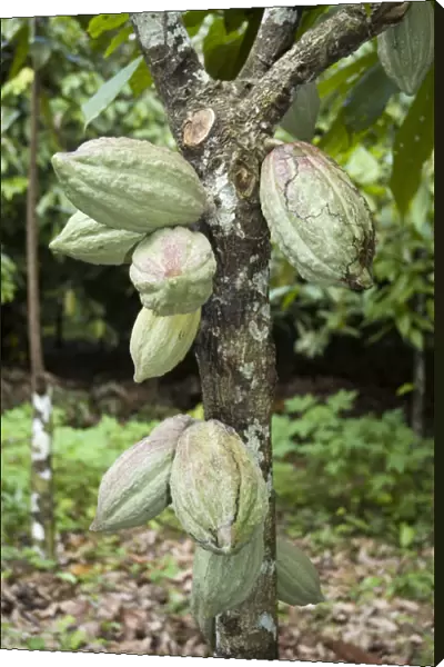 20077361. VENEZUELA Sucre State Cacao pods growing on a cacao tree