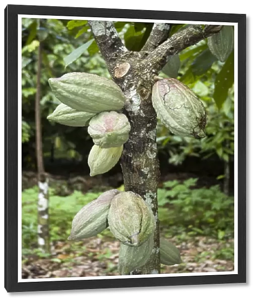 20077361. VENEZUELA Sucre State Cacao pods growing on a cacao tree