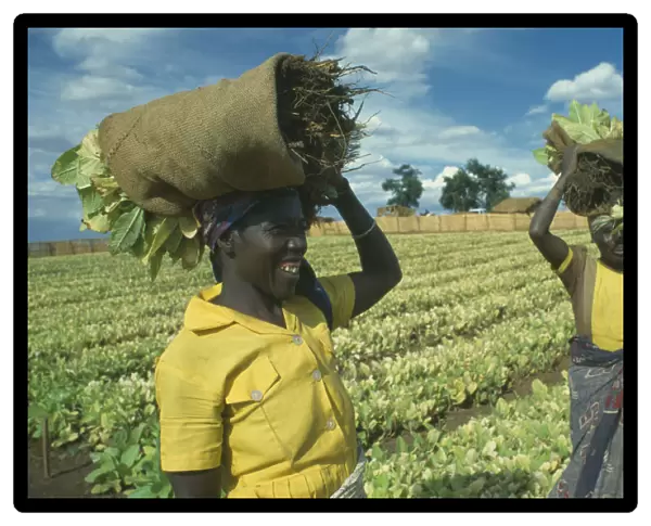 20070990. MALAWI Farming Women working on tobacco farm