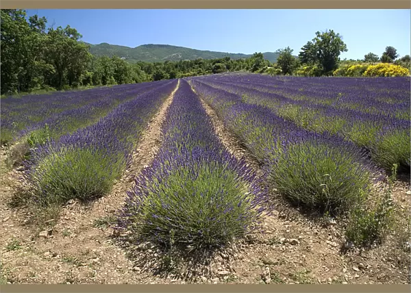 20093935. FRANCE Provence Cote d Azur Lavender field between the villages of Saignon