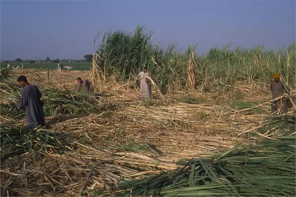 20084967. EGYPT Nile Valley Luxor Sugar Harvest