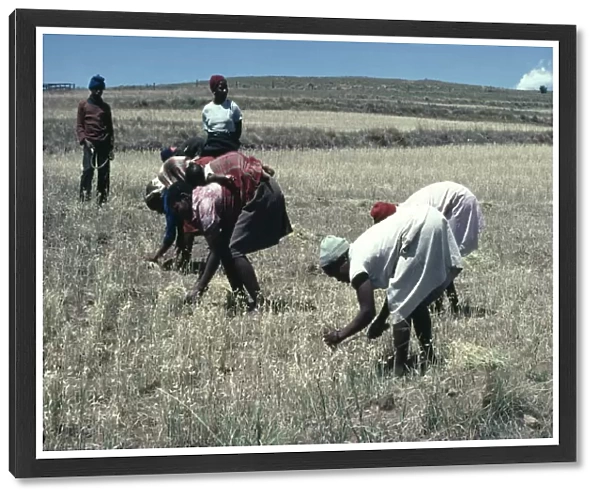 20075191. LESOTHO Agriculture Women havesting grain
