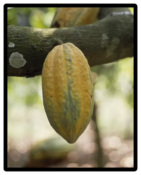 20075510. GHANA Enchi Semi-ripe cocoa pod growing on tree.West Africa