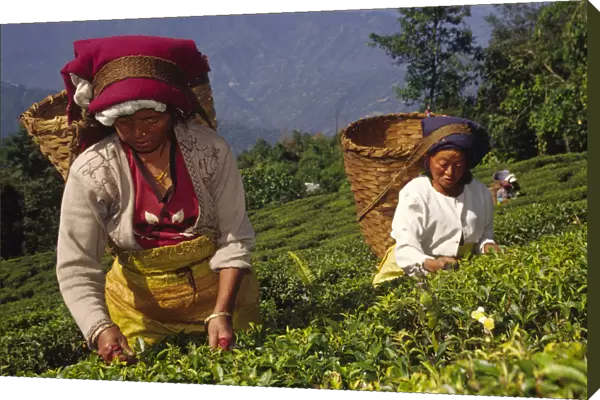 20080785. INDIA West Bengal Darjeeling Tea picking