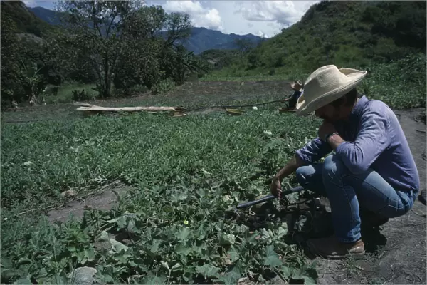 ECUADOR, Loja Men using small scale irrigation system on water melon crop