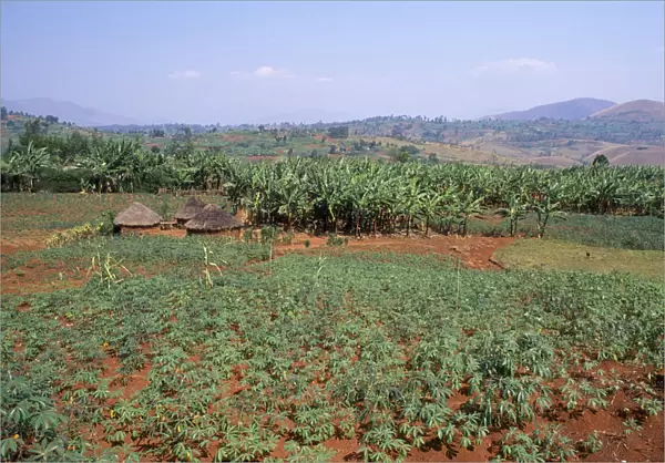20084746. RWANDA South West Agriculture Field of cassava
