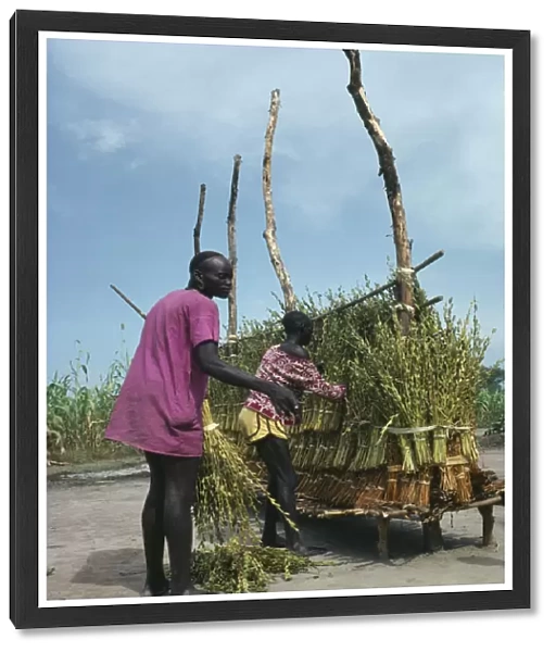 20050068. SUDAN Farming Dinka tying bundles of sesame on wooden rack to dry