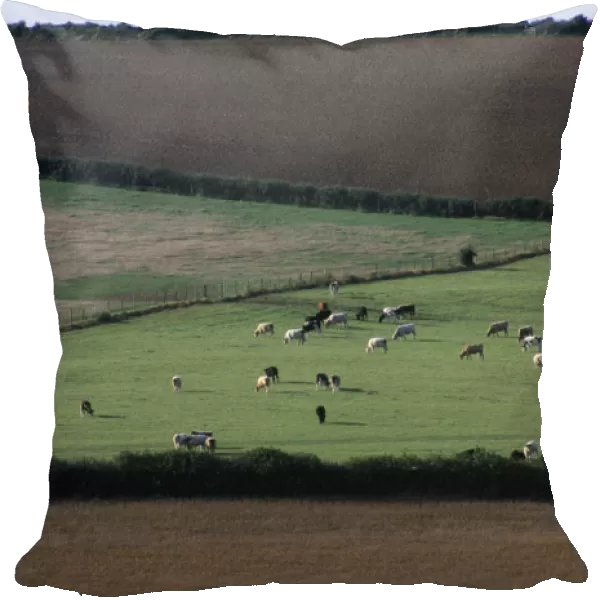 ENGLAND, Dorset, Agriculture Agricultural landscape near Dorchester showing cattle