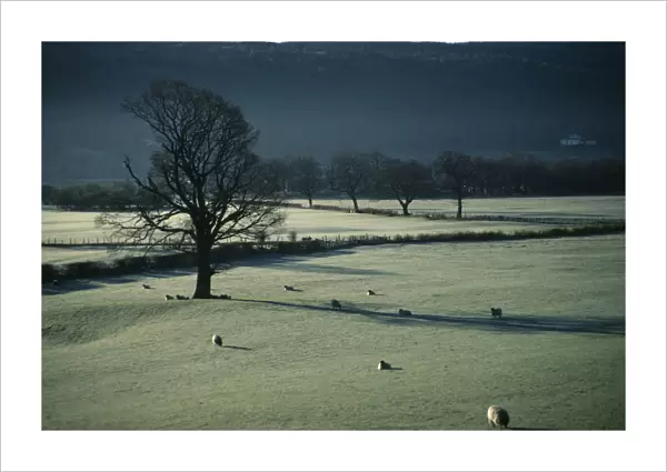 ENGLAND, Cumbria, Coniston Sheep grazing in frost covered fields on Winter morning