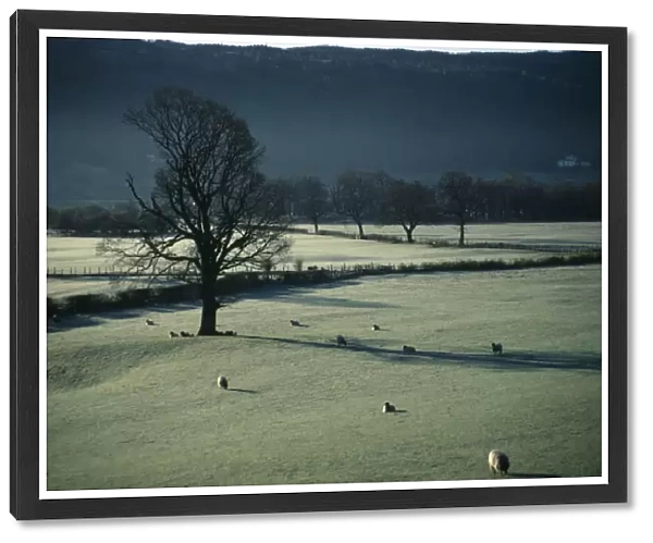 ENGLAND, Cumbria, Coniston Sheep grazing in frost covered fields on Winter morning