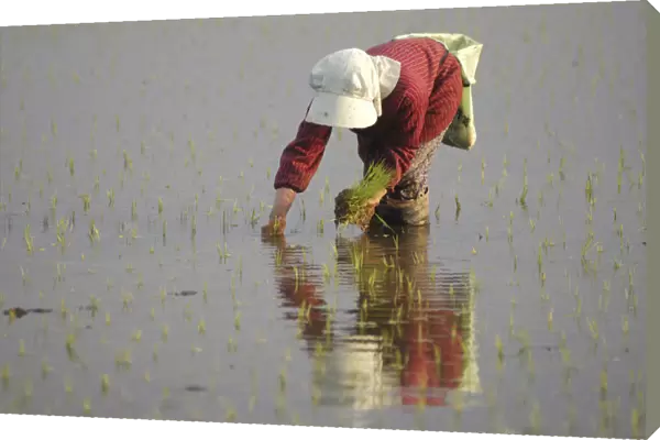 20072223. JAPAN Chiba Tako Elderly woman planting rice by handFumiko Sase 74 years old