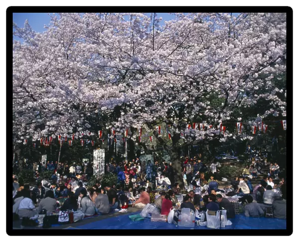 20052352. JAPAN Honshu Tokyo Hanami Cherry Blossom viewing parties in Ueno Park