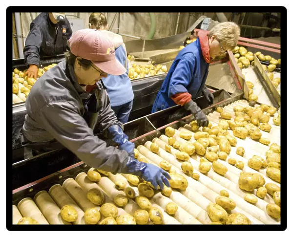 Canada, Alberta, Chin, Sorting FL 1879 potatoes for transport to potato plant for
