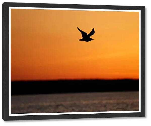 Gull flies over a lake during sunset near the town of Vileika
