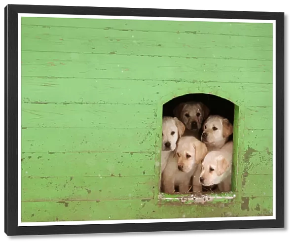 Puppies sit in kennel at a frontier guards cynology centre near the town of Smorgon