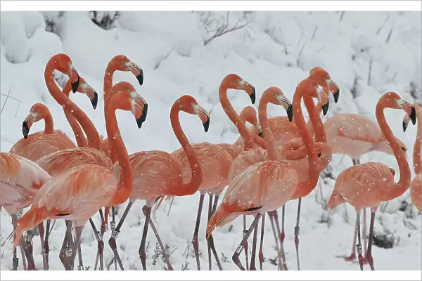 Snow falls on a flock of flamingos standing on a snow-covered field at a wildlife