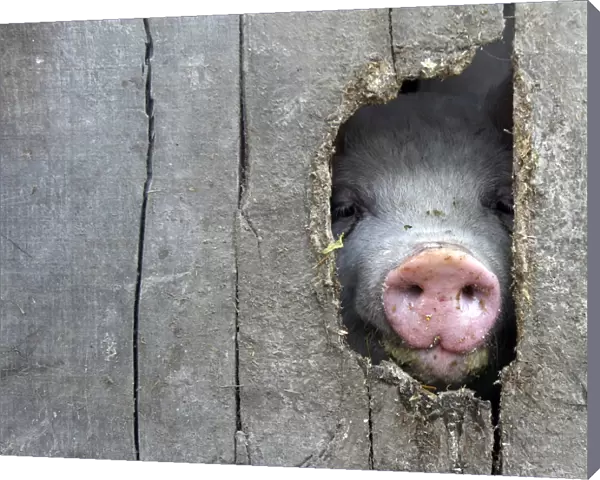 A pig pokes its nose through a hole in a fence in the eastern Hungarian village of
