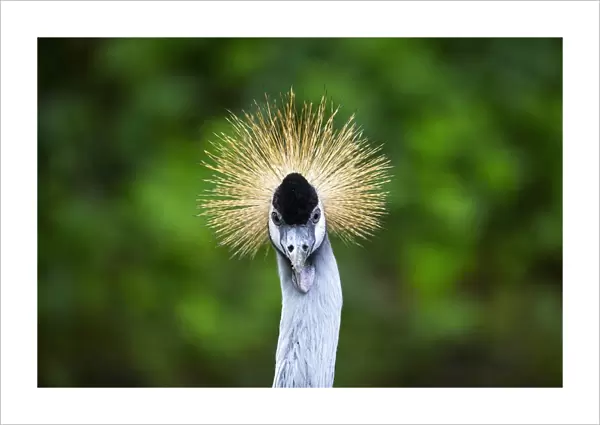 A grey crowned crane looks at visitors from its enclosure at the Olmense Zoo in Olmen