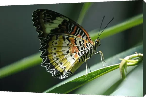 A Malay Lacewing (Cethosia hypsea hypsina) butterfly clings to a leaf at American