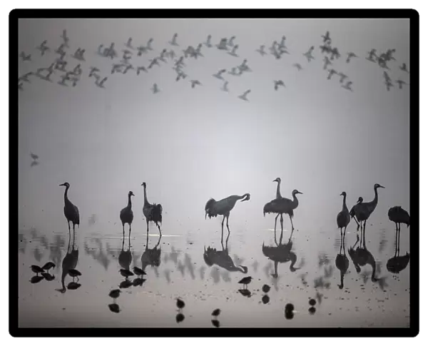 A flock of migrating cranes is seen at the Hula Lake Ornithology and Nature Park in