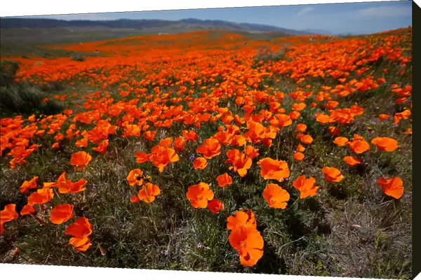 Poppies are pictured at the Antelope Valley California Poppy Reserve in Lancaster