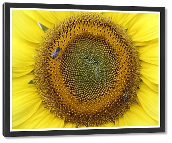 Bees collect nectar from a sunflower on a field in Sirisia District, near the Kenya-Uganda border