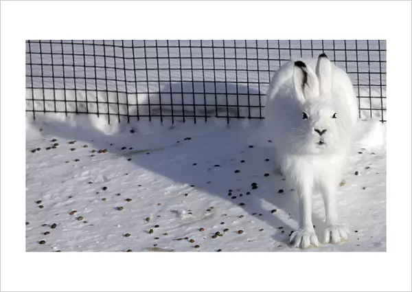 Tundra hare sits in an open-air enclosure at the Royev Ruchey zoo on the suburbs of