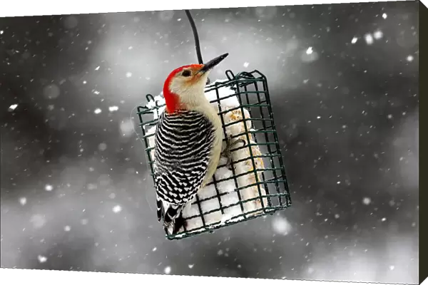 A Red-bellied Woodpecker perches on a suet feeder during a winter storm in the village
